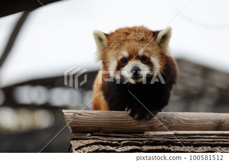 Lesser panda 100581512