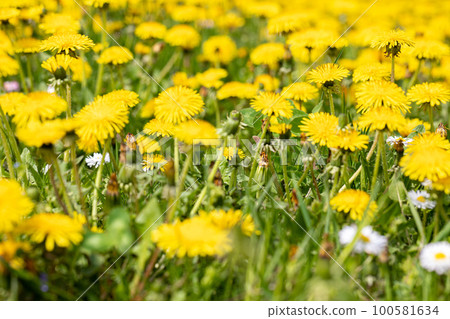 The entire frame filled with spring yellow dandelion flowers. The entire frame filled with spring yellow dandelion flowers. 100581634