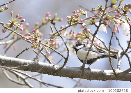 櫻花芽和山雀 100582738