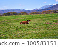 Jersey cow and Oyama 100583151
