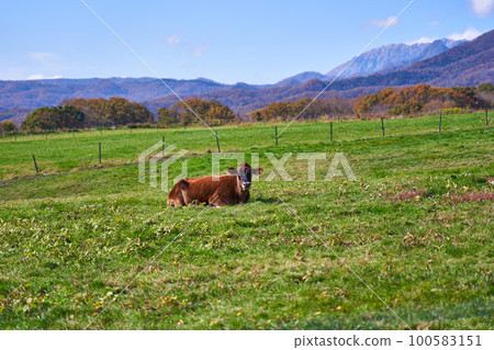 Jersey cow and Oyama Jersey cow and Oyama 100583151
