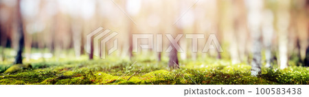 Blur spring forest panorama 100583438