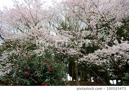 盛開的櫻花和悄悄綻放的山茶花在平靜的春天公園裡 100583473
