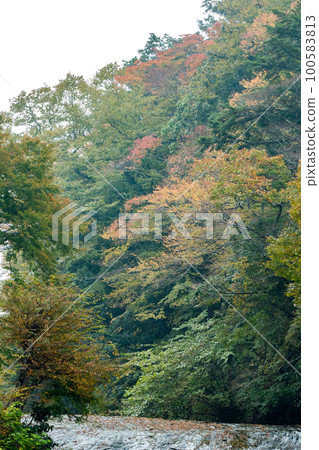 Autumn leaves 100583813