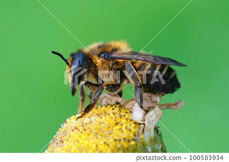 Close up of the female of Willughby's leaf-cutter bee, Megachile willughbiella on yellow Tansy flower Close up of the female of Willughby's leaf-cutter bee, Megachile willughbiella on yellow Tansy flower 100583934