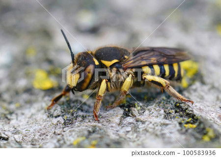 Closeup of a female of the Florentine Woolcarder Bee, Anthidium florentinum sitting on a stone 100583936