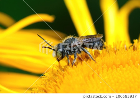 Closeup of a male alfalfa leafcutting bee, Megachile rotundata, on a yellow flower of Inula officinalis 100583937