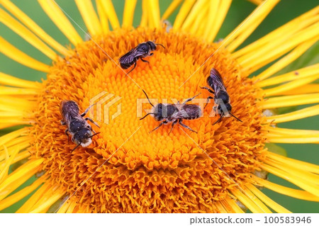 Three solitary bee species Heriades truncorum, Megachile rotundata, Stelis breviuscula on a yellow Inula flower Three solitary bee species Heriades truncorum, Megachile rotundata, Stelis breviuscula on a yellow Inula flower 100583946