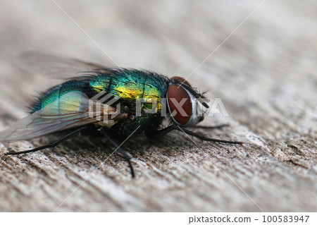 Closeup on a common green bottle fly, Lucilia sericata, sitting on wood in the garden Closeup on a common green bottle fly, Lucilia sericata, sitting on wood in the garden 100583947