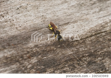 Closeup on a common square-headed crabronid wasp Ectemnius continuus, sitting on wood Closeup on a common square-headed crabronid wasp Ectemnius continuus, sitting on wood 100583949