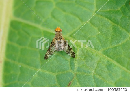 Closeup on a small wormwood or fruitfly fly, Oxyna parietina, with it's heavily patterned wings 100583950