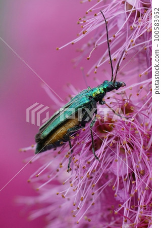 Closeup of the iridescent metallic green colored false oil or thick-legged flower beetle, Oedemera nobilis Closeup of the iridescent metallic green colored false oil or thick-legged flower beetle, Oedemera nobilis 100583952