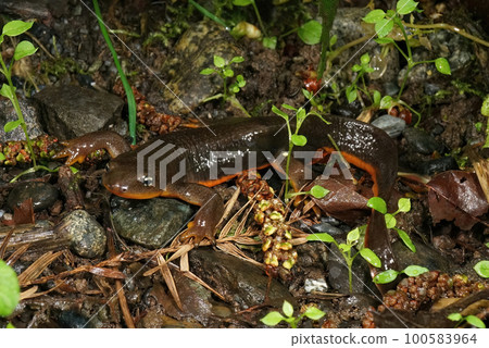 Closeup on a male Rough-skinned newt, Taricha granulosa in Northern California 100583964
