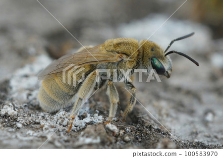 Closeup of a female of the Mealy Metallic-Furrow Bee, Vestitohalict pollinosus Closeup of a female of the Mealy Metallic-Furrow Bee, Vestitohalict pollinosus 100583970