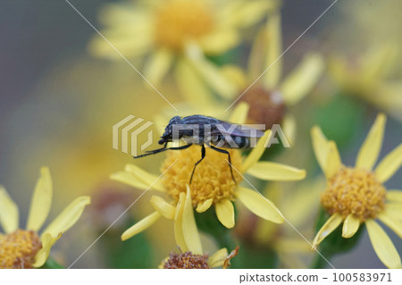 Closeup on the locust blowfly, Stomorhina lunata on a yellow flower Closeup on the locust blowfly, Stomorhina lunata on a yellow flower 100583971