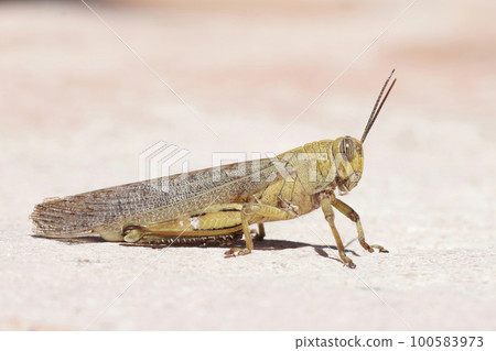 Closeup of a brown, adult Egyptian grasshopper, Anacridium aegyptium Closeup of a brown, adult Egyptian grasshopper, Anacridium aegyptium 100583973