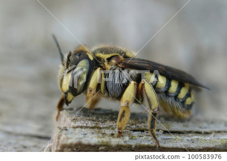 Closeup on an adult female Florentine Woolcarder Bee, Anthidium florentinum sitting on wood 100583976