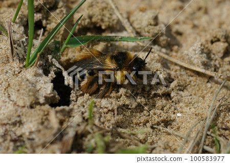 Closeup of a female Pantaloon bee, Dasypoda hirtipes , leaving her nest Closeup of a female Pantaloon bee, Dasypoda hirtipes , leaving her nest 100583977