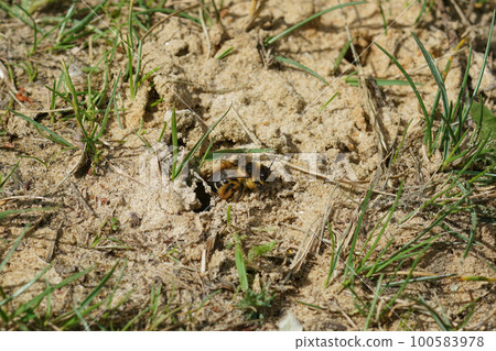Closeup of a female Pantaloon bee, Dasypoda hirtipes , leaving her nest 100583978