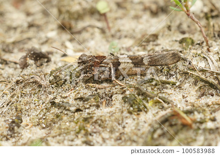 Closeup on the blue-winged grasshopper, Oedipoda caerulescens sittin the sand Closeup on the blue-winged grasshopper, Oedipoda caerulescens sittin the sand 100583988