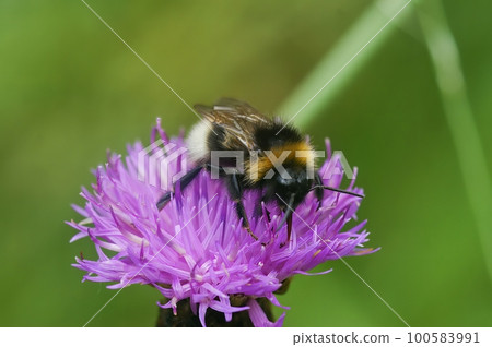 Closeup on a Vestal cuckoo bumblebee, Bombus vestalis sitting on a purple knapweed flower 100583991