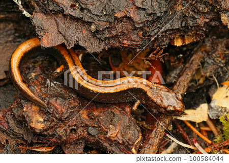 Natural close up on the yellow form of the Western redback salamander , Plethodon vehiculum 100584044