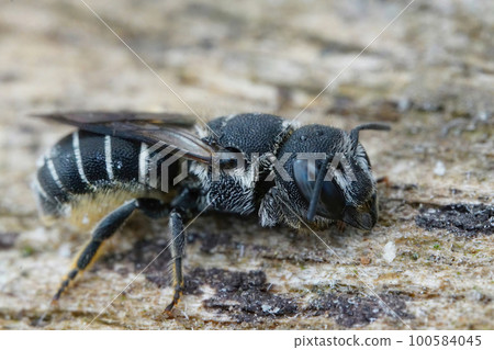 Closeup on a female Mediterranean small crenulate armoured resin bee, Heriades crenulatus in the Gard , France 100584045