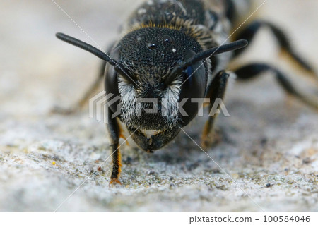 Frontal closeup on a female Mediterranean small crenulate armoured resin bee, Heriades crenulatus in the Gard , France Frontal closeup on a female Mediterranean small crenulate armoured resin bee, Heriades crenulatus in the Gard , France 100584046