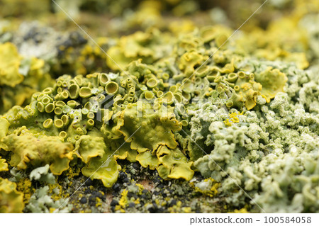 Closeup on a yellow scale or maritime sunburst lichen, Xanthoria parietana Closeup on a yellow scale or maritime sunburst lichen, Xanthoria parietana 100584058