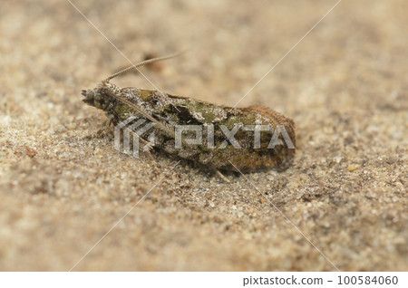 Closeup on the colorful, small Tortrix Cock's-head Bell moth, Zeiraphera isertana, isolated on wood 100584060