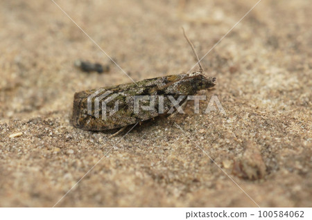 Closeup on the colorful, small Tortrix Cock's-head Bell moth, Zeiraphera isertana, isolated on wood 100584062