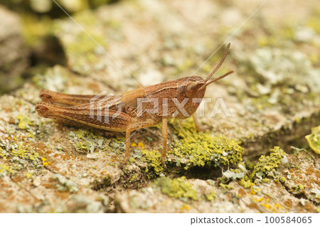 Closeup on a brown nymph of the Common European grasshopper, Pseudochorthippus parallelus, sitting on wood 100584065