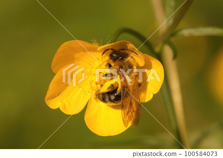 Closeup of a female Grey-patched Mining Bee. Andrena nitida on yellow buttercup flower Closeup of a female Grey-patched Mining Bee. Andrena nitida on yellow buttercup flower 100584073
