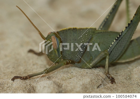 Closeup on a green nymph of the Egyptrian migrating locust grasshopper , Anacridium aegyptium 100584074