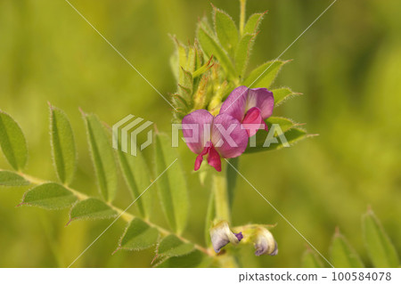 Colorful closeup on a purple pink common vetch, Vicia sativa, flower Colorful closeup on a purple pink common vetch, Vicia sativa, flower 100584078