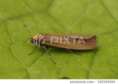 Closeup on a colorful Red-necked Footman moth, Atolmis rubricollis, sitting on a green leaf 100584084