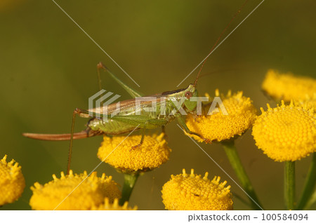 Closeup on the long-winged conehead bush-cricket , Conocephalus fuscus sitting on yellow tansy flowers Closeup on the long-winged conehead bush-cricket , Conocephalus fuscus sitting on yellow tansy flowers 100584094