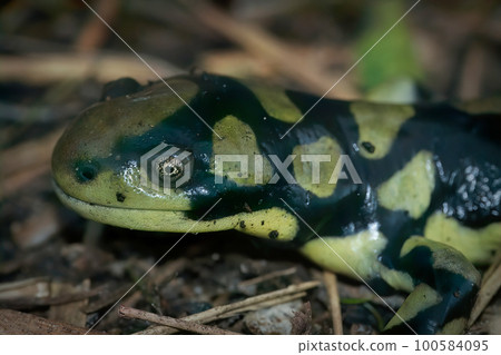 Closeup of the Barred tiger salamander , Ambystoma mavortium sitting on the ground Closeup of the Barred tiger salamander , Ambystoma mavortium sitting on the ground 100584095