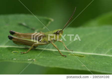 Closeup on the Common European grasshopper, Pseudochorthippus parallelus sitting on a leaf 100584100
