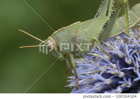 Closeup on a green nymph of the Egyptian migrating locust grasshopper , Anacridium aegyptium Closeup on a green nymph of the Egyptian migrating locust grasshopper , Anacridium aegyptium 100584104