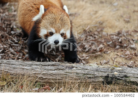 Lesser panda Lesser panda 100584402