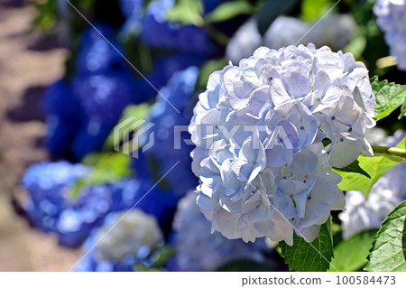 繡球花繡球花繡球花雨季合照寺 100584473