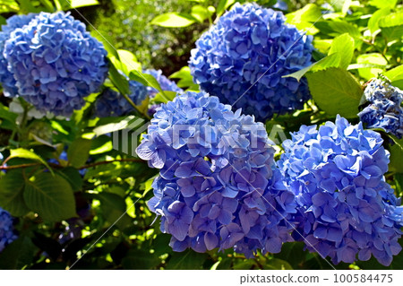 繡球花繡球花繡球花雨季合照寺 100584475