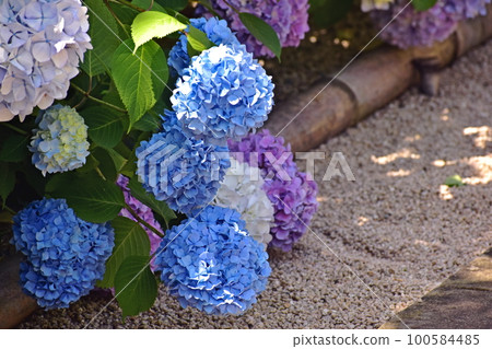 繡球花繡球花繡球花雨季合照寺 繡球花繡球花繡球花雨季合照寺 100584485