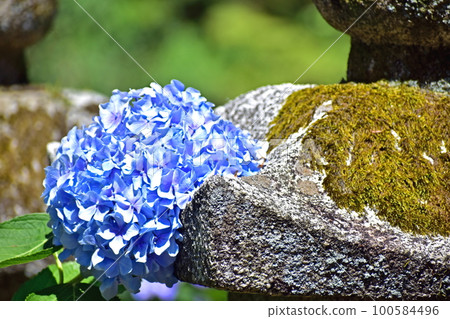 繡球花繡球花繡球花雨季合照寺 繡球花繡球花繡球花雨季合照寺 100584496