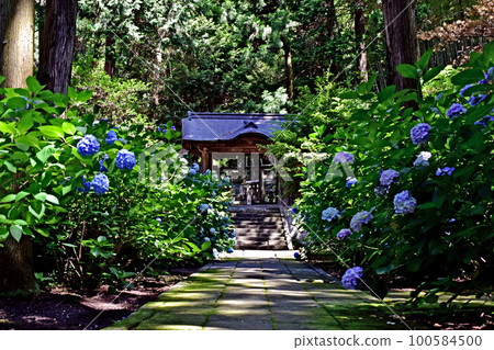 繡球花繡球花繡球花雨季合照寺 繡球花繡球花繡球花雨季合照寺 100584500