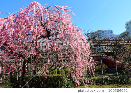 Kameido Tenjin Plum Festival Weeping Plum Gofuku Shidare Kobai Kameido, Koto-ku, Tokyo Kameido Tenjin Plum Festival Weeping Plum Gofuku Shidare Kobai Kameido, Koto-ku, Tokyo 100584651