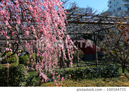 東京都江東區龜戶天神梅花垂枝梅 Gofuku Shidare Kobai Kameido 100584735