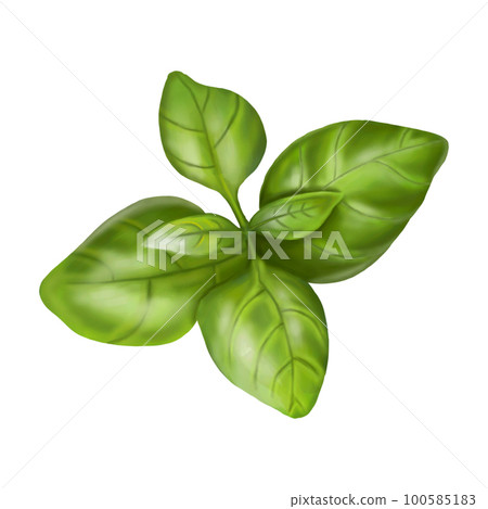 A leaf of fresh olive colored basil. Digital Stock