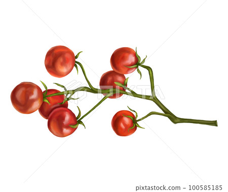 Red cherry tomatoes on a twig. Digital illustration on a white background. Applicable for packaging design, postcards, prints, textiles 100585185